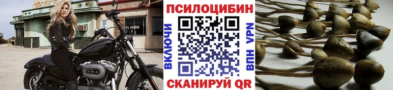 Псилоцибиновые грибы мицелий  Хадыженск 